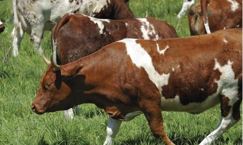 Barrée, poudrée  ou bregniée... Voici la Ferrandaise
