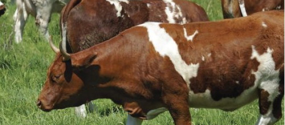 Barrée, poudrée  ou bregniée... Voici la Ferrandaise