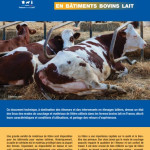 Litière et couchage en élevage laitier : un document pour éclairer les choix des éleveurs