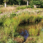 Les plantes médicinales des prairies humides Quand les joncs  ne sont pas les seuls à attirer l’attention