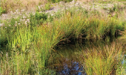 Les plantes médicinales des prairies humides Quand les joncs  ne sont pas les seuls à attirer l’attention