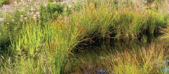 Les plantes médicinales des prairies humides Quand les joncs  ne sont pas les seuls à attirer l’attention