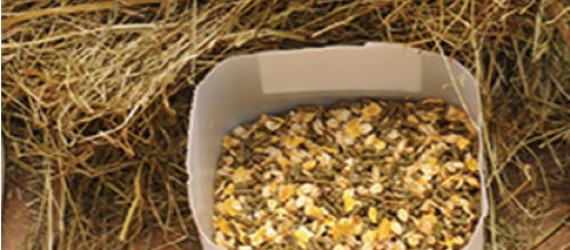 Les besoins  alimentaires  du cheval