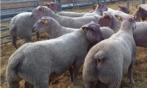 Le Mouton Charollais  se lance dans la sélection pour la résistance au parasitisme :  une première année d’essais prometteuse