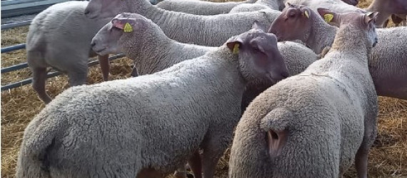 Le Mouton Charollais  se lance dans la sélection pour la résistance au parasitisme :  une première année d’essais prometteuse