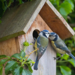 Sans néonicotinoïdes, les oiseaux reviennent