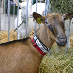 Entre baisse du nombre de producteurs et hausse des coûts d’installation, la filière caprine face au défi majeur du renouvellement des générations