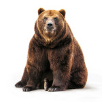 Ours -  Un nouveau protocole pour intervenir plus vite, la consultation fait débat