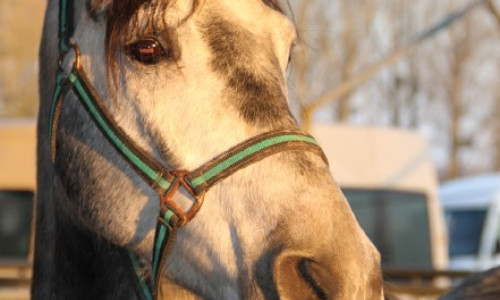 Oestrose  Gasterophilus