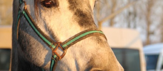 Oestrose  Gasterophilus