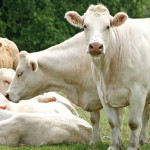 Les éleveurs  Charolais sont  au top pour le salon