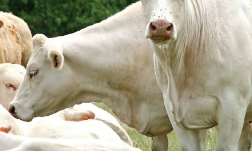 Les éleveurs  Charolais sont  au top pour le salon