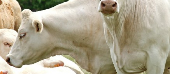 Les éleveurs  Charolais sont  au top pour le salon