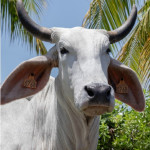 Biguine sera  la première égérie  de race brahman au SIA