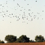Lutte contre les corvidés sur maïs : des solutions  à combiner  dès le semis