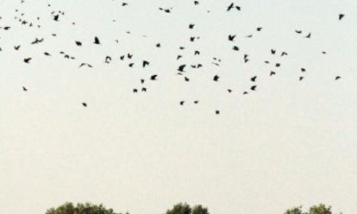 Lutte contre les corvidés sur maïs : des solutions  à combiner  dès le semis