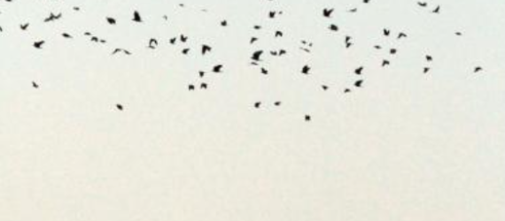 Lutte contre les corvidés sur maïs : des solutions  à combiner  dès le semis