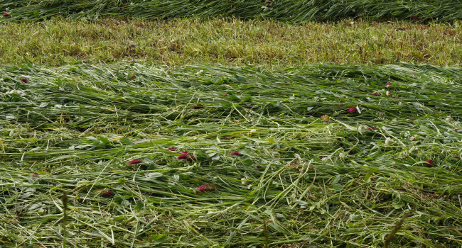 Nouvelle-Aquitaine - L’appel à projets pour accompagner les exploitations vers une plus grande autonomie protéique est ouvert