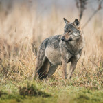 Le Département de la Drôme interpelle l'Etat sur l'augmentation des attaques de loups