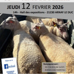 35ème vente de béliers d'Arnay le Duc(21)