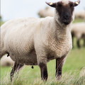 L’anaplasmose ovine