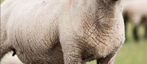 L’anaplasmose ovine