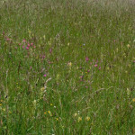 Parc régional du Vercors Tout commence  par la prairie