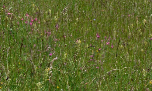 Parc régional du Vercors Tout commence  par la prairie