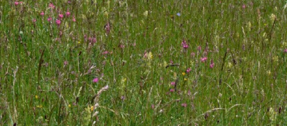 Parc régional du Vercors Tout commence  par la prairie