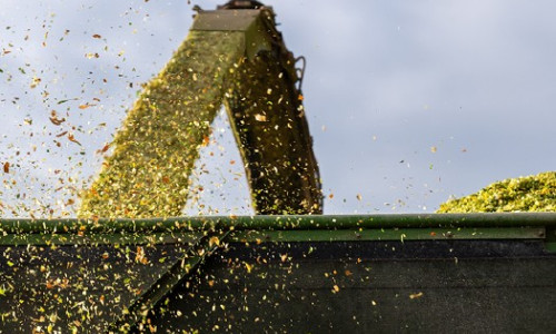 Maïs fourrage :  comment expliquer les fortes disparités de rendement 2025 ?