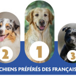 Quels sont les chiens préférés des français en 2025 ?