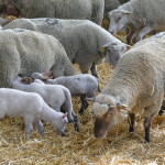 Situation sanitaire  en période hivernale