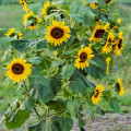 Tournesol sauvage :  faire front commun pour  en venir à bout !