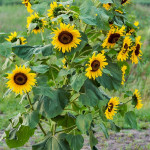 Tournesol sauvage :  faire front commun pour  en venir à bout !