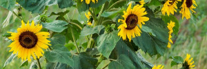Tournesol sauvage :  faire front commun pour  en venir à bout !