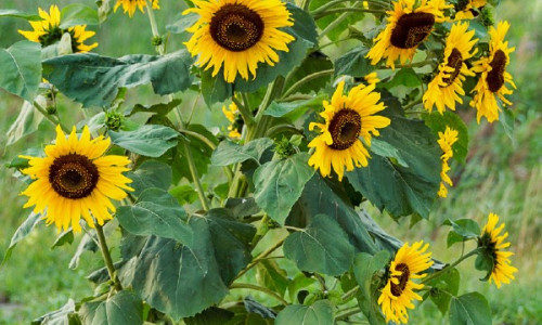 Tournesol sauvage :  faire front commun pour  en venir à bout !