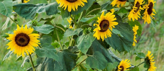 Tournesol sauvage :  faire front commun pour  en venir à bout !