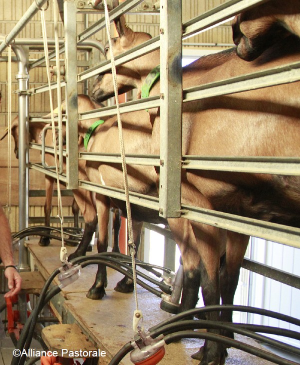 Lactation longue en élevage caprin : choix stratégique ou pari technique ?