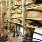 Lactation longue en élevage caprin : choix stratégique ou pari technique ?