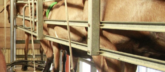 Lactation longue en élevage caprin : choix stratégique ou pari technique ?