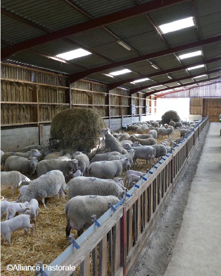Hygiène des bâtiments d’élevage et lutte  contre les mouches  et les moucherons