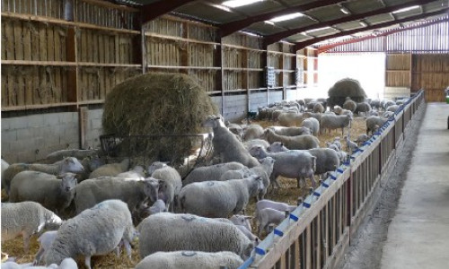 Hygiène des bâtiments d’élevage et lutte  contre les mouches  et les moucherons