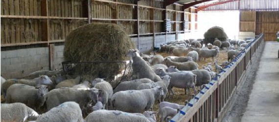 Hygiène des bâtiments d’élevage et lutte  contre les mouches  et les moucherons