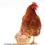 Salmonelles : nouveau plan de lutte dans les élevages de poules pondeuses