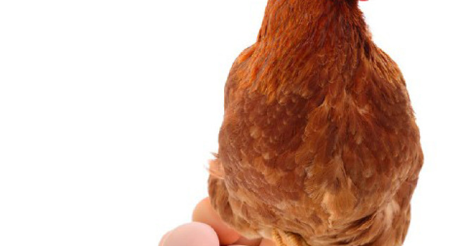 Salmonelles : nouveau plan de lutte  dans les élevages de poules pondeuses