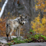 Loup : les règles assouplies pour défendre les troupeaux