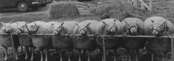 Photo : Geode - Association des éleveurs de la race La Charmoise - 