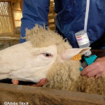 FCO et MHE :  Point sur la situation et la stratégie vaccinale pour 2026