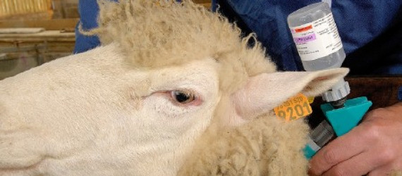 FCO et MHE :  Point sur la situation et la stratégie vaccinale pour 2026