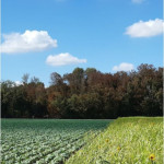 Une étude expérimentale menée sur 10 ans montre le potentiel de systèmes de productions agricoles sans pesticides